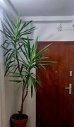 Sprzedam roślinę  juka gwatemalska / YUCCA ELEPNANTIPES