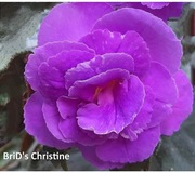 Achimenesy kłącze BRID's Christine