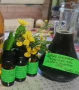 Krople do oczu glistnik jaskółcze ziele