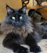 Maine Coon Czarne