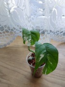 Epipremnum pinatum variegata