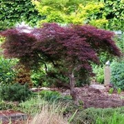 Klon palmowy Garnet 25-28 letni 