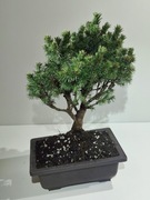 Bonsai Świerk, odmiana karłowa.Unikat!!! 4