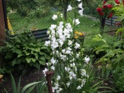 Dzwonek brzoskwiniol. Campanula persicifolia 500n