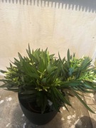 Oleander biały  
