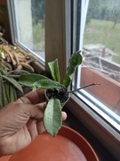 Hoya  carnosa grey ghost rosnąca 