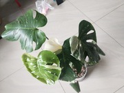 Monstera thai. 2szt do wyboru. Duże wybarwione