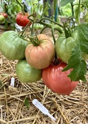 Pomidor Rozov Dar kolekcjonerskie nasiona