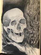 Rysunek czaszki / studium czaszki 