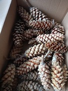 Karton szyszek sosnowych 