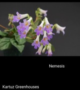 Primulina (chirita) Nemesis rodzina fiołek afrykański 