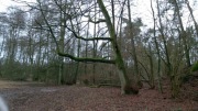 Sprzedam drzewa - olchy