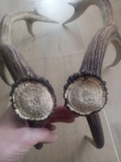 Para zrzutów jelenia poroże komplet rogi