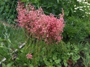 Żurawka ogrodowa  żurawka heuchera 300 nasion