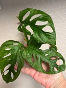 Monstera Adansonii Mint - szczyt ukorzeniony