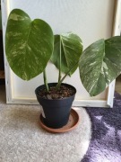 Monstera variegata 