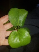 Cissus cisus cukrowy cięty