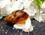 Ślimaki afrykańskie, Archachatina marginata ovum albino.