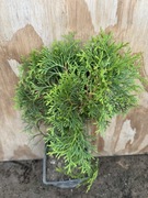 THUJA 'SMARAGD' 30/40cm!! SADZONKA P11 tuja szmaragd