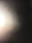 Świeże orzechy laskowe