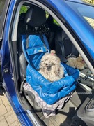 Fotelik samochodowy dla psa. 