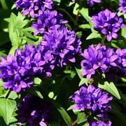 Dzwonek skupiony fioletowy bylina wieloletnia sadzonka 