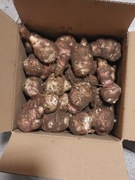 PROMO Topinambur antynowotw odporność prebiotyk, trawienie 9kg