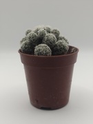 MAMMILLARIA GRACILIC 5CM 