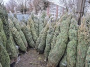 Choinki żywe świerk POSPOLITY/SREBRNY CIĘTE/DONICA