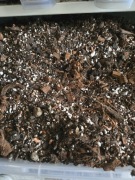 Ziemia, podłoże do roślin, bigos 5l