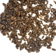 Karaczan argentyński dubia wylęg 350 szt.