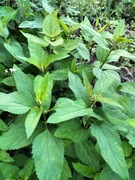 Trędownik bulwiasty (Scrophularia nodosa) MIODODAJNY  (5szt)