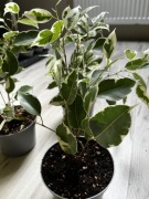 Fikus benjamin 'Twilight'