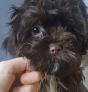 Feluś wyjątkowy piesek shih tzu czeka na dom 