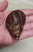 Achatina Fulica, podrośnięta