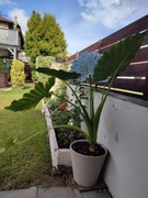  Alokazja  w doniczce