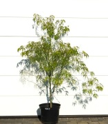 KLON PALMOWY KOTO-NO-ITO  * DUŻY OKAZ * SUPER