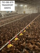 KURY NIOSKI MLODE DOSTAWA GRATIS CAŁA POLSKA