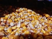 Kukurydza 25kg  Pasza Ziarno – Zbiór 2025 | Pasza i zanęta