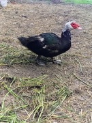 Jajka lęgowe kaczek francuskich, jaja kacze, kaczki