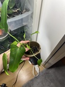 Philodendron filodendron Green Dragon