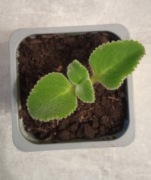 Oregano kubańskie mięta meksykańska Koleus amboinicus około 2-3cm