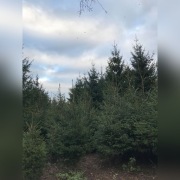 Żywe choinki, świerki hurtem