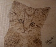 Kot -  pirografia, ręcznie wypalane