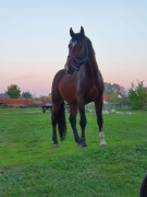 Konie rasy holsztyn z dobrym rodowodem