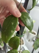 Hoya sp. Vietnam AH001 splash pęd cięty