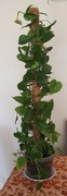 Filodendron pnący / Philodendron scandens na palu 100cm