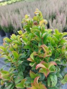 Kiścien wawrzykowy - krzew Curly Red