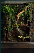 Terrarium tropikalne 