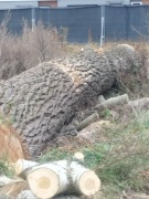 Drewno do kominka topola 